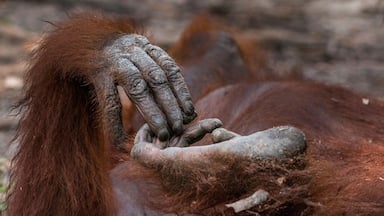 wild orangutan hand and feet