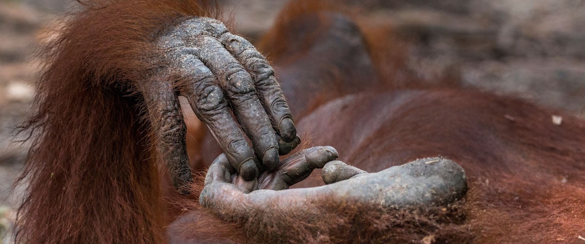 An orangutan with reddish-brown fur and a large, hairy hand.