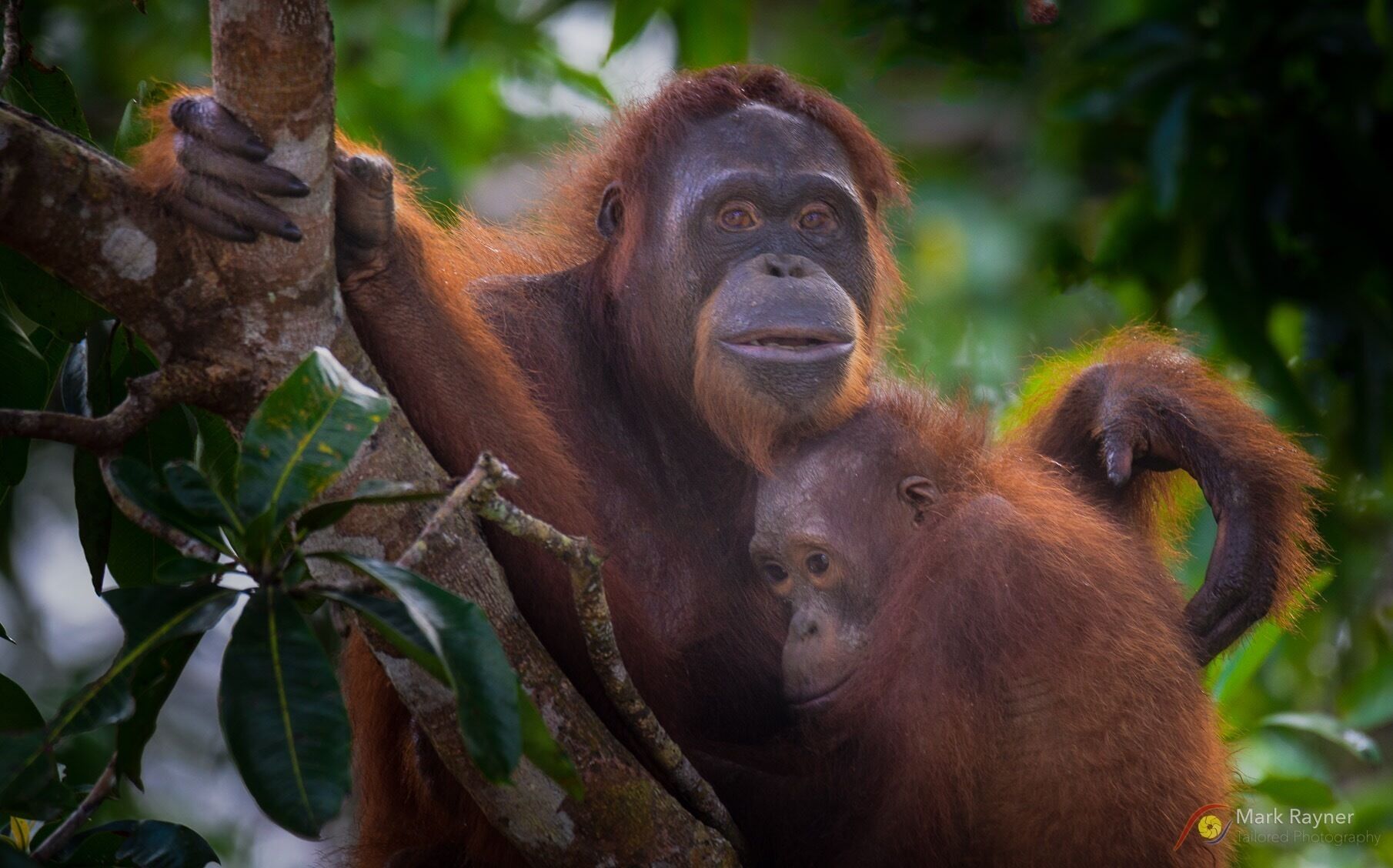 Motherly love is always cool to witness in nature. These orangutans are almost human 😁😁😁