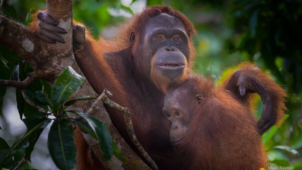 Motherly love is always cool to witness in nature. These orangutans are almost human 😁😁😁