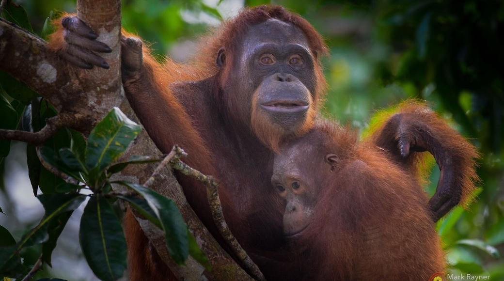 Motherly love is always cool to witness in nature. These orangutans are almost human 😁😁😁