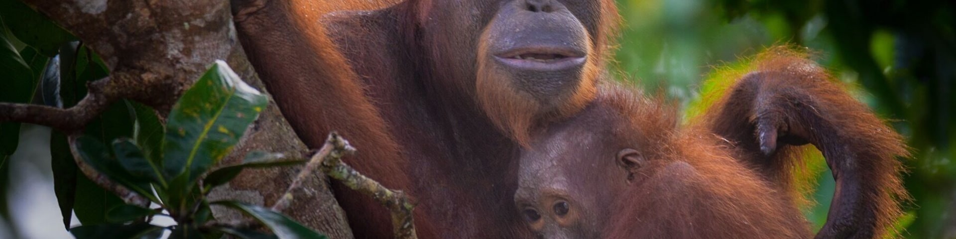 Motherly love is always cool to witness in nature. These orangutans are almost human 😁😁😁