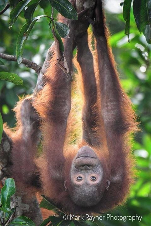 Ho hum. Just another morning hanging around on the river in Borneo 😁😁😁 #details #indonesia