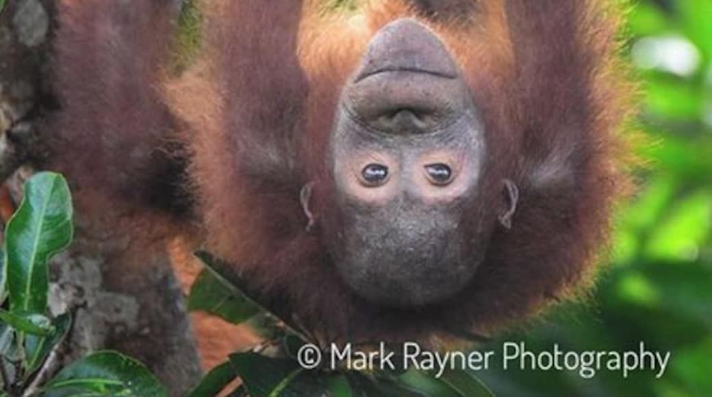 Ho hum. Just another morning hanging around on the river in Borneo 😁😁😁 #details #indonesia