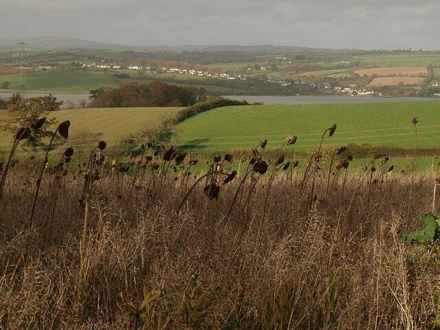 Fields at Warleigh Looking across the remnants of a sunflower crop and the valley leading down to Warleigh House, to an interfluve beyond which is the Tavy estuary. On the far side is Bere Ferrers. Seen from Horsham Lane, which here becomes a track followed by Bickleigh Footpath 7