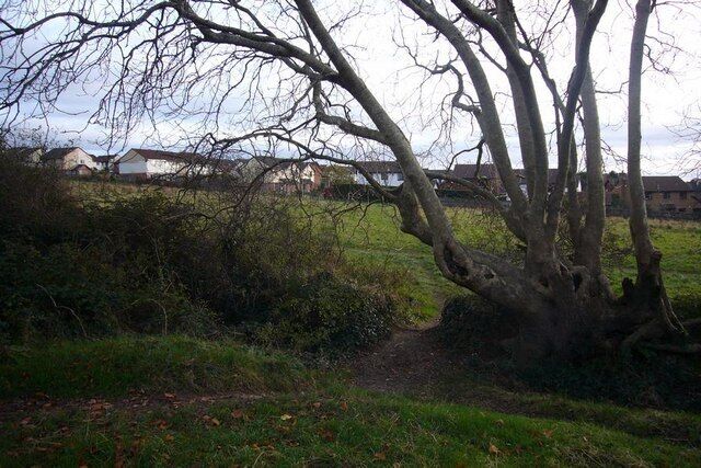 Old hedgebank, Chaddlewood. This hedgebank runs along the North edge of the field shown in 621581. The view through the hedgebank is towards houses at the top of Redwood Drive.