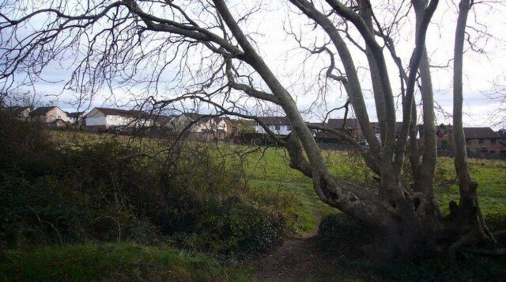 Old hedgebank, Chaddlewood. This hedgebank runs along the North edge of the field shown in 621581. The view through the hedgebank is towards houses at the top of Redwood Drive.