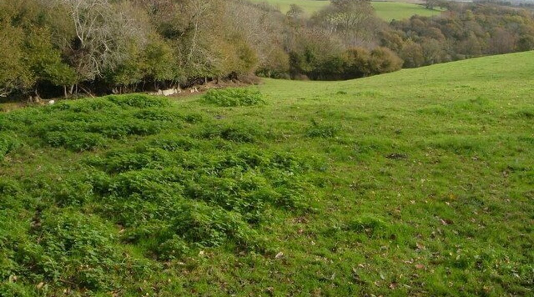 Towards Cofflete Creek Looking across a field from a green lane track from Spriddlestone which continues among the trees on the left to descend towards the creek, but is unfortunately too choked to be used.