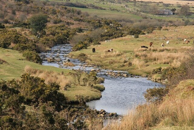 A river flowing through a grassy landscape with scattered trees and a few cows grazing.