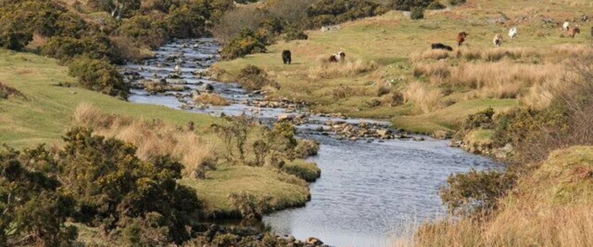 A river flowing through a grassy landscape with scattered trees and a few cows grazing.