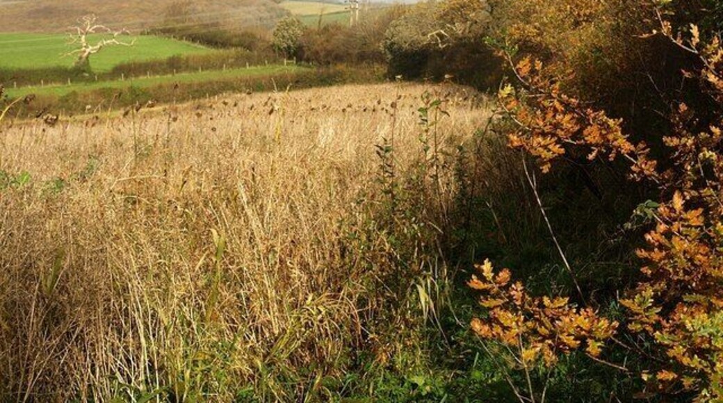 Fields beside Horsham Lane. Taken from the same spot as 1043705. The line of Horsham Lane (followed by Bickleigh Footpath 7) is shown by the line of trees along the right side of the fields. In the distance is Blaxton Wood (see 84177).