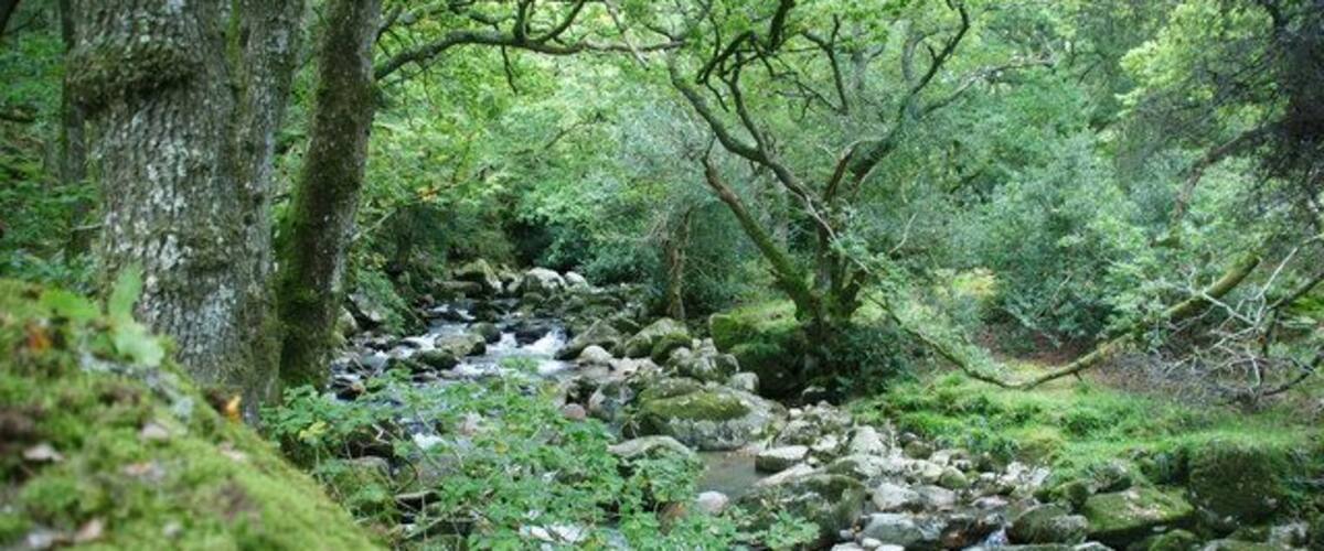 River Plym, Shaugh Bridge