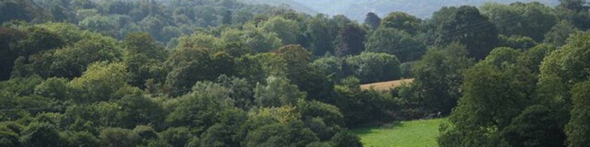 Brixton: near Scotch Fir Plantation On Footpath 16. The wooded hill on the skyline is on the far side of the Yealm estuary, by Newton Downs