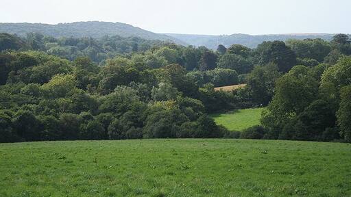 Brixton: near Scotch Fir Plantation On Footpath 16. The wooded hill on the skyline is on the far side of the Yealm estuary, by Newton Downs