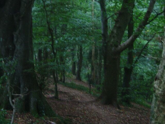 Jew's Wood. On the northern flank of a hill to the south of Elburton, the popular Jew's Wood may be found separating the Staddiscombe housing development from Coombe Dean School, in the valley below.