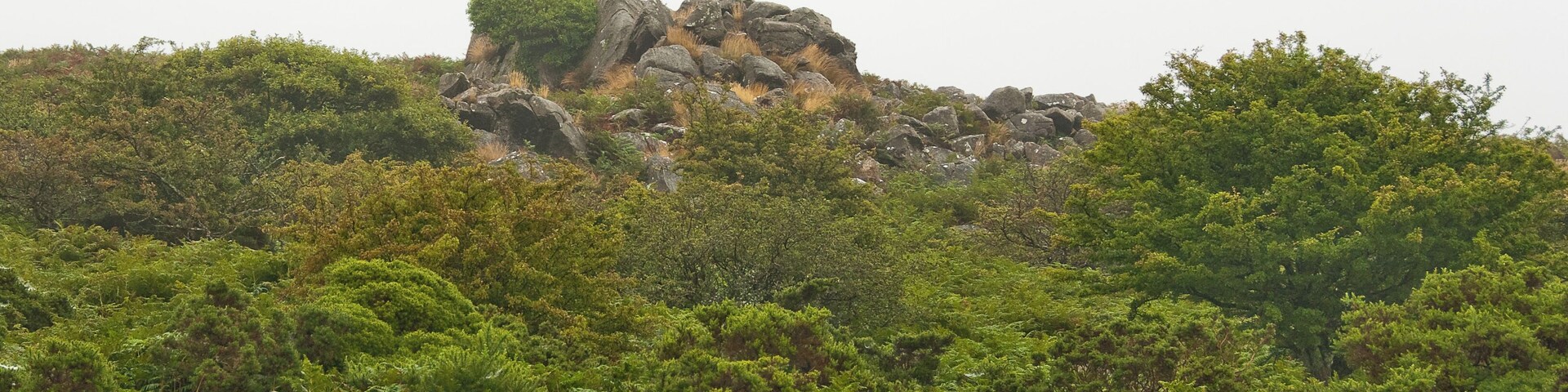Collard Tor, just outside Wotter on Dartmoor.