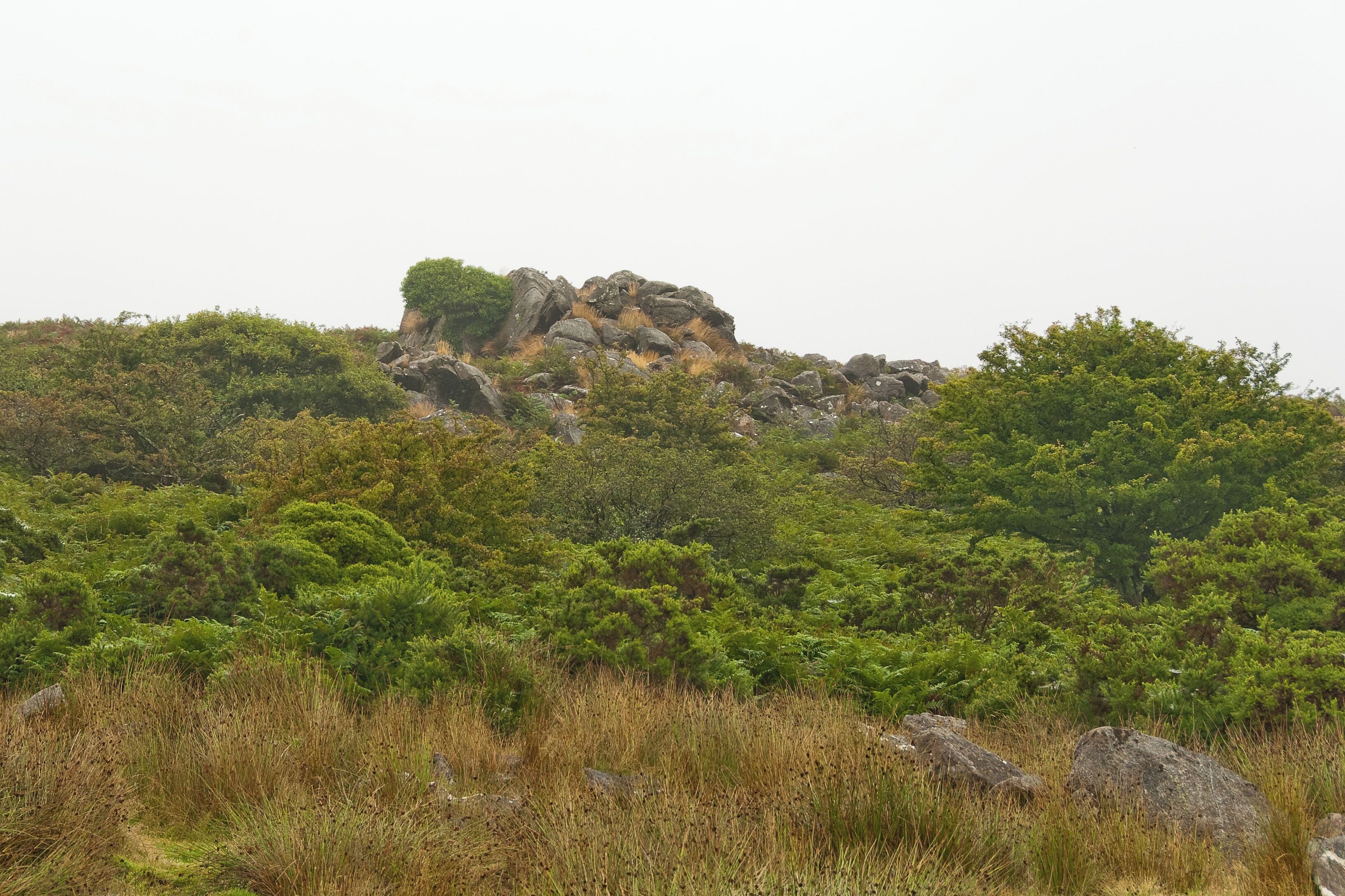 A rocky hill with dense green vegetation and a clear sky.