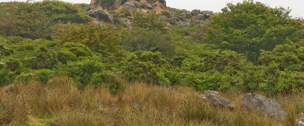 A rocky hill with dense green vegetation and a clear sky.