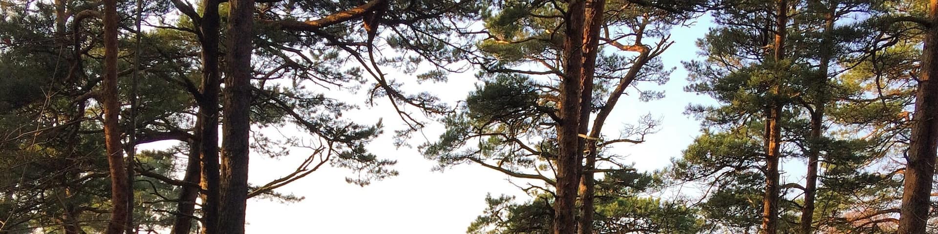 Happy Birthday, Lithuania. 16 February - Restoration of the state of Lithuania.