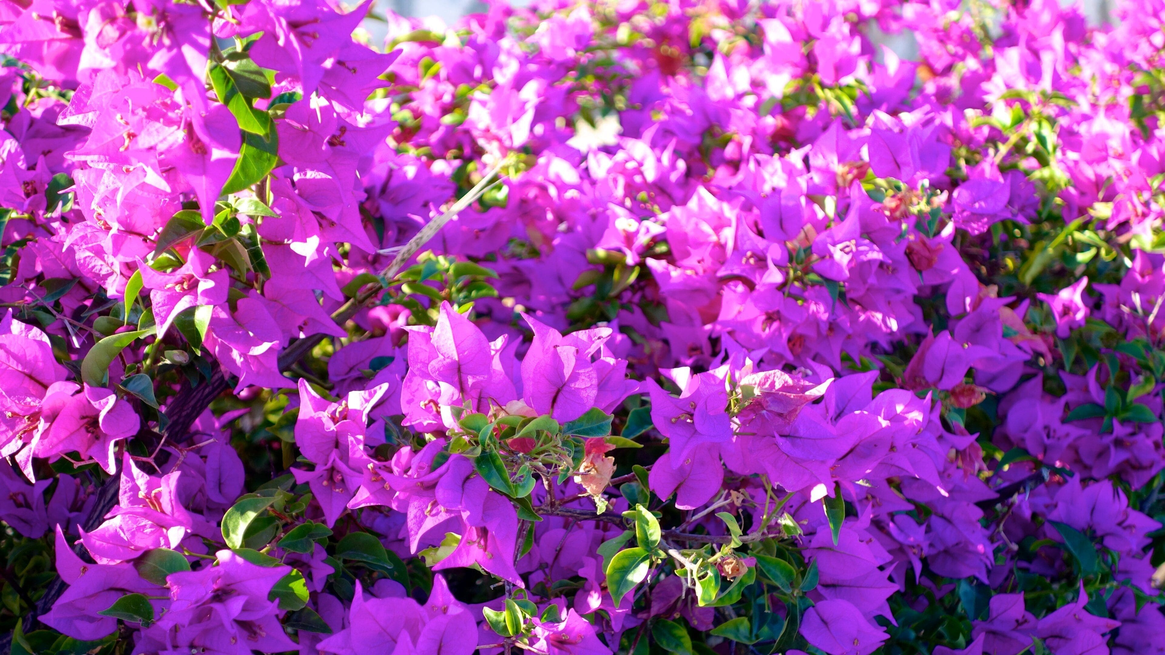 Providenciales which includes flowers