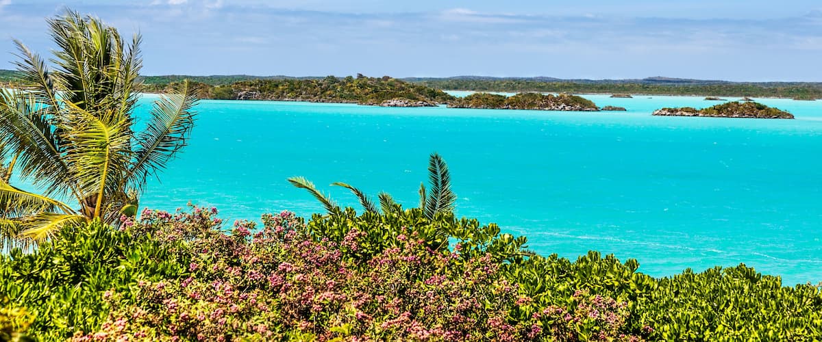 A turquoise sea, palm trees, and pink flowers.