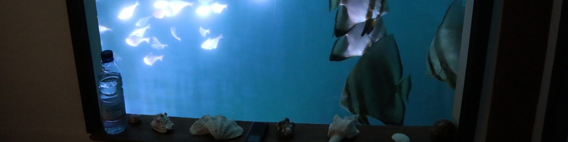 This is one of the reasons you should not count on sleeping if you ever are able to stay in the mind boggling Underwater room at the Manta resort. Watching the fish swimming all around different types, different patterns is mesmerizing