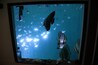 A large aquarium with a shark swimming among numerous smaller fish.