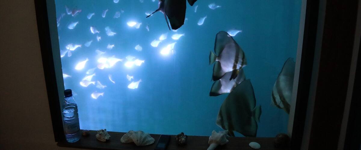 A large aquarium with a shark swimming among numerous smaller fish.