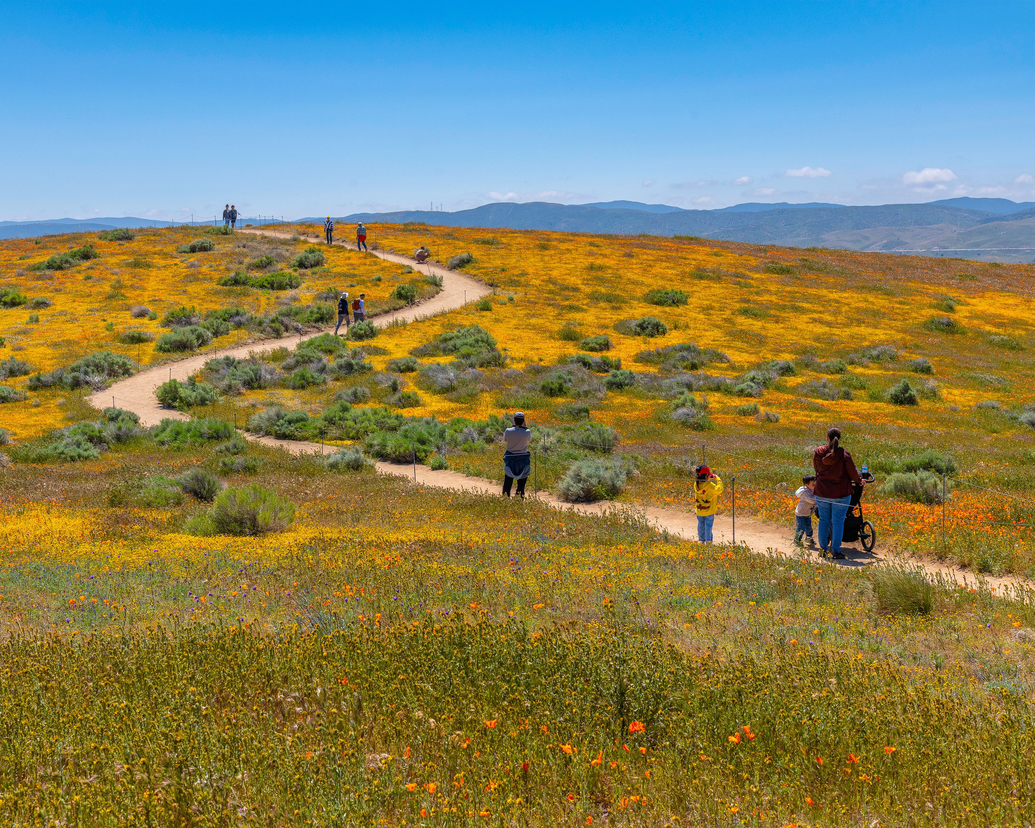 A winding dirt path through a field of yellow flowers with people walking and standing.