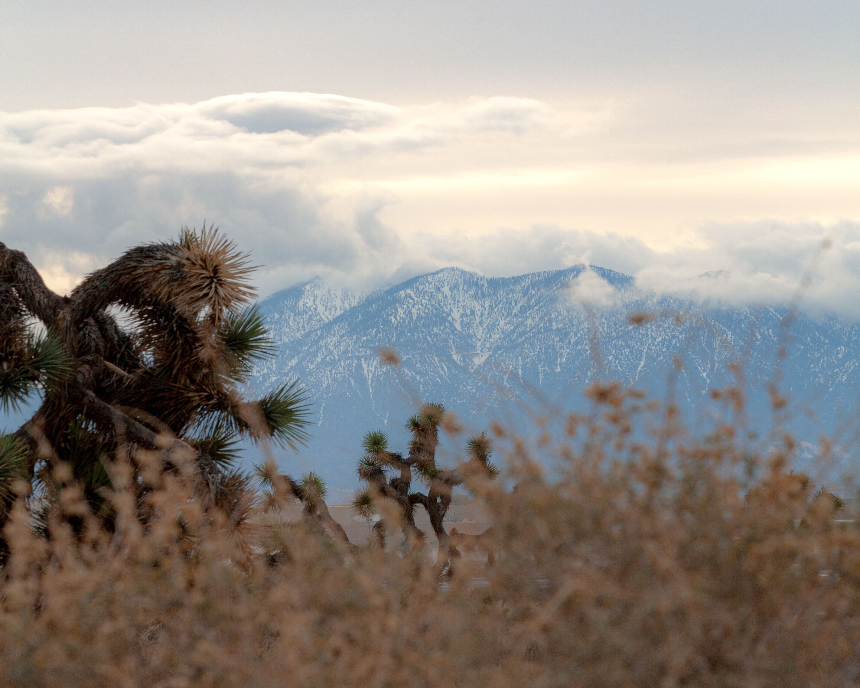 Freshly Made This Morning
#landscape #landscapephoto #photography #PhotographyIsArt #art #Desert #desertscape #morning #joshuatree #snow #ice #clouds #mountains #cold #freshcontent #daytime #potd #photo #fotó #foto #picoftheday #PhotoOfTheDay #pic #fun #winter #AV #abc7eyewitness