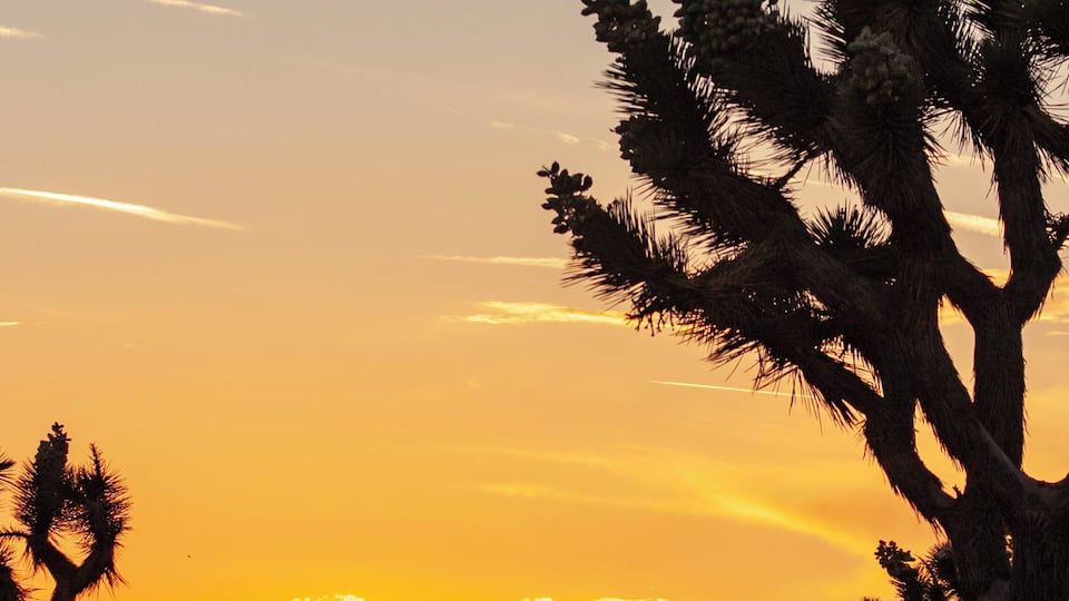 A desert landscape with Joshua trees silhouetted against a sunset sky.
