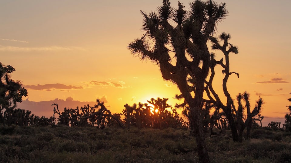 A desert landscape with Joshua trees silhouetted against a sunset.
