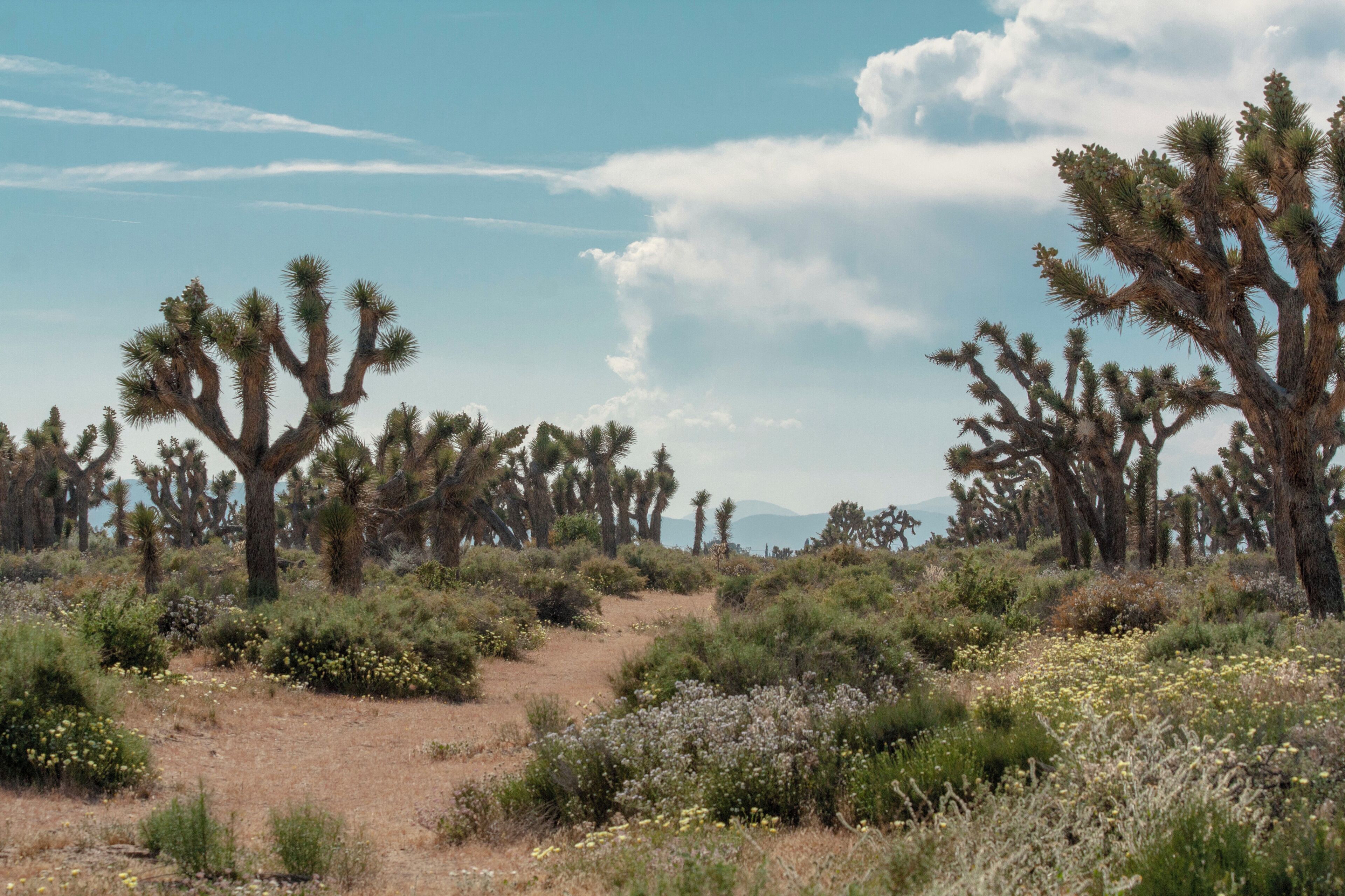 Desert Playground.
Roads to endless nowhere.