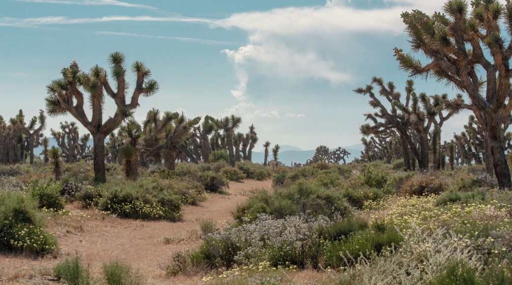 Desert Playground.
Roads to endless nowhere.