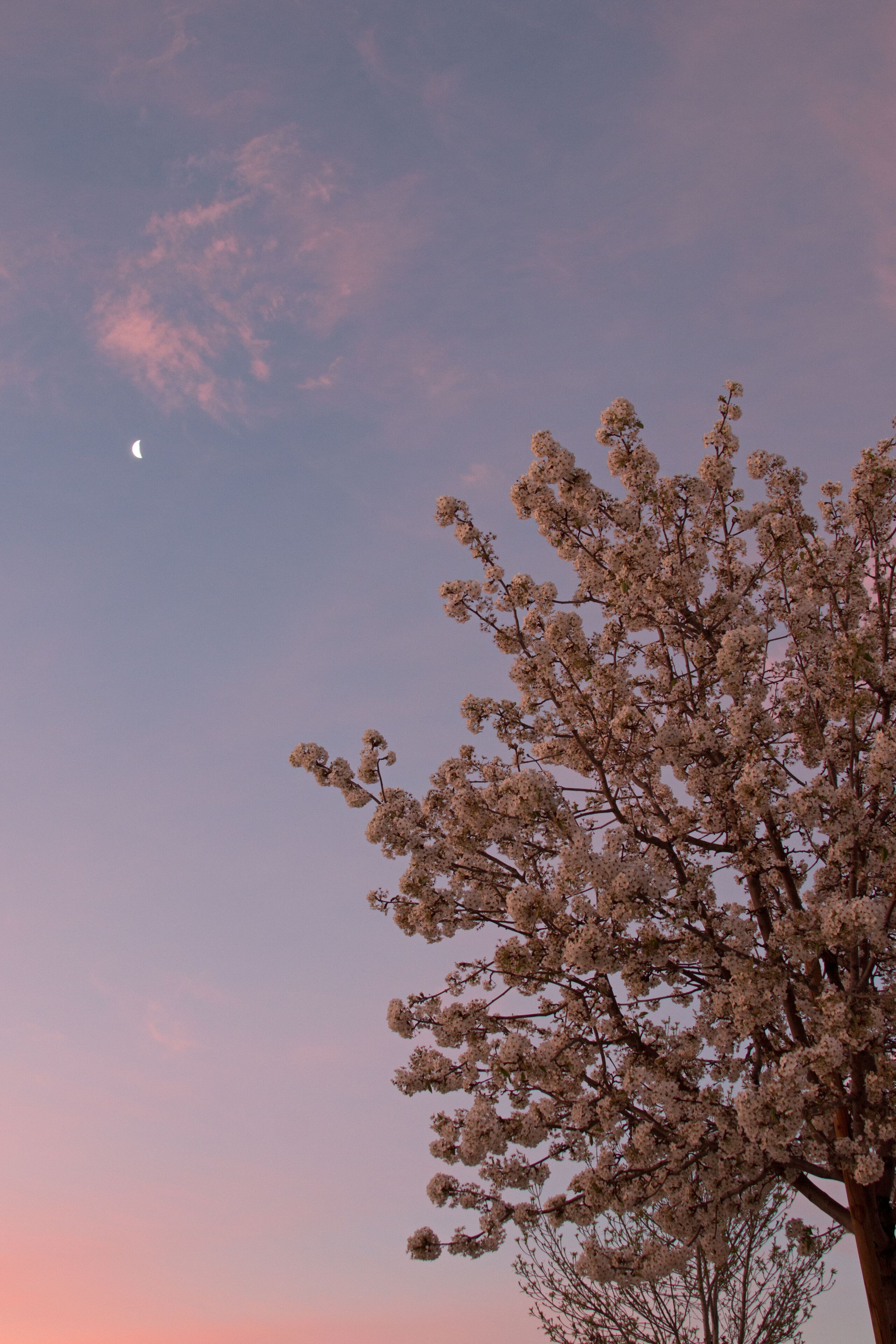 Pink sunrise clouds with early morning moon over Cherry Tree in blossom in the Antelope Valley in the high desert of southern California United States