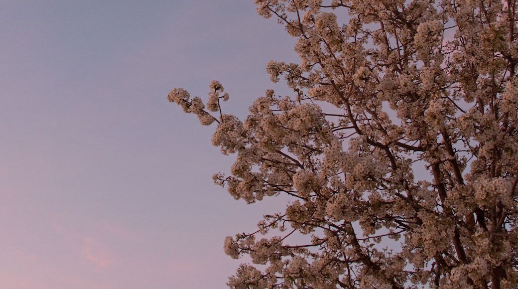 Pink sunrise clouds with early morning moon over Cherry Tree in blossom in the Antelope Valley in the high desert of southern California United States