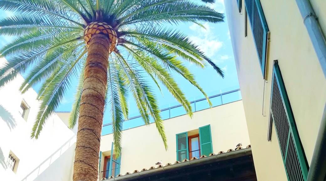 Petit Palace Hotel Tres. I can recommend this hotel and the surroundings of La Lonja, it´s middle of all best places. They have only 41 rooms in 16th century palace. Petit Palace Hotel Tres. View from rooftop terrace to Cathedral “La Seu”. They have only 41 rooms in 16th century palace. #Mallorca
Plaça de la Drassana, 12, 07012 Palma
https://www.hoteltres.com/en/
https://www.lonelyplanet.com/spain/palma-de-mallorca/hotels/petit-palace-hotel-tres/a/lod/2fa2eef5-7875-4454-8bff-f002187cefc0/1004365
Plaça de la Drassana, 12, 07012 Palma
https://www.hoteltres.com/en/
https://www.lonelyplanet.com/spain/palma-de-mallorca/hotels/petit-palace-hotel-tres/a/lod/2fa2eef5-7875-4454-8bff-f002187cefc0/1004365