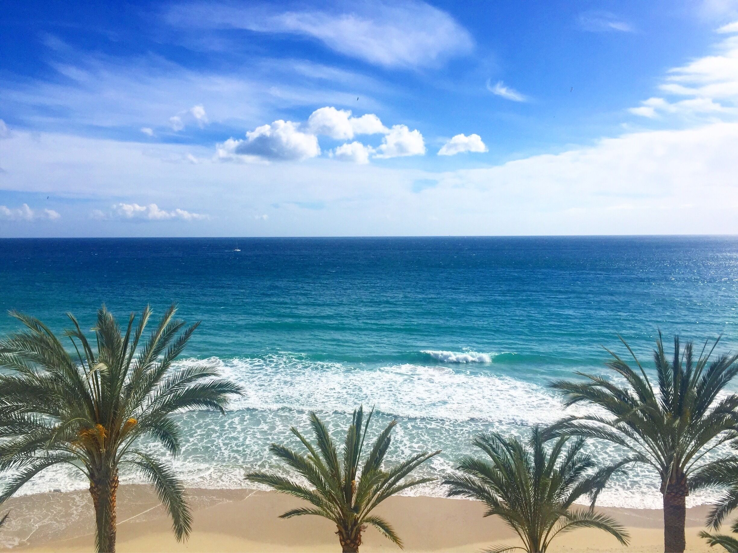 Private beach at Hotel Nixe Palace Mallorca. Palm tree family contemplating the sea.