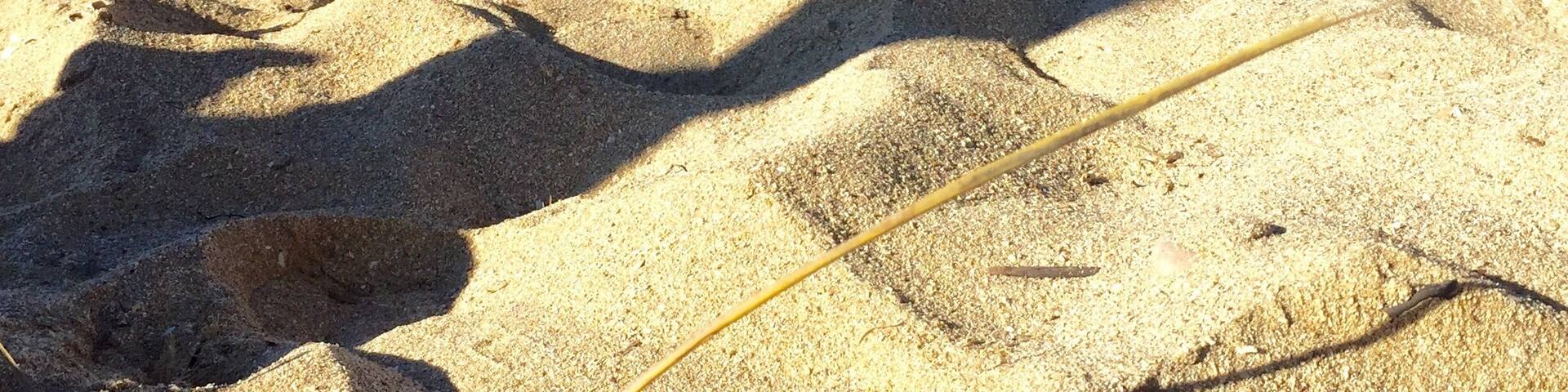 Platja Ciutat Jardí