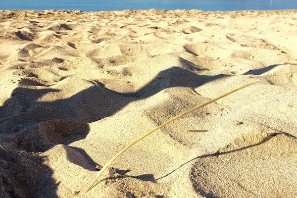 Platja Ciutat Jardí