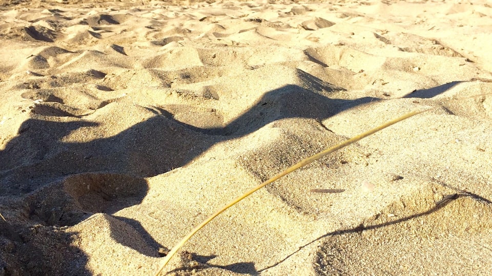 Platja Ciutat Jardí