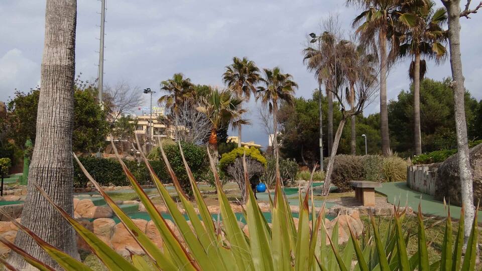 A landscaped area with palm trees, a large tree trunk, and a building in the background.