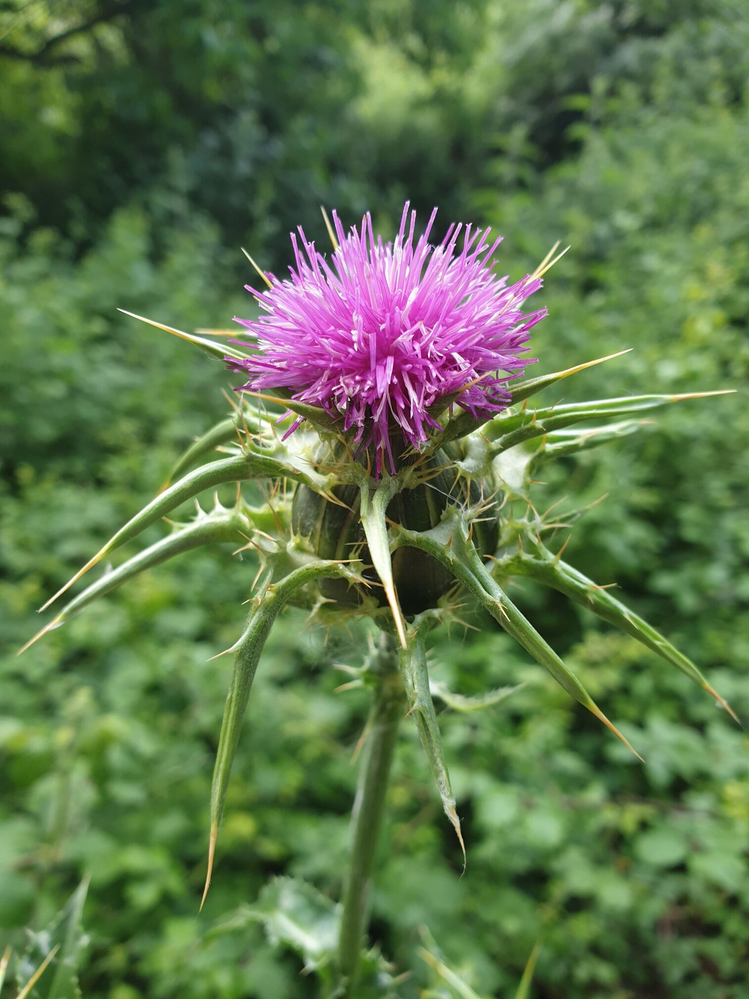 A reminder of home as I set off from pamplona