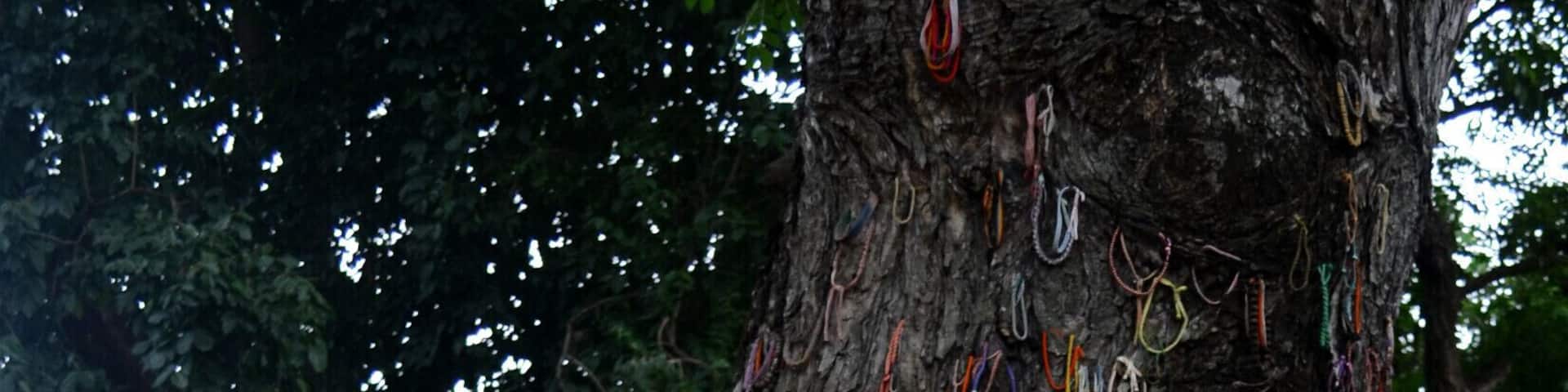 A tree with numerous colorful handcuffs hanging from its branches.