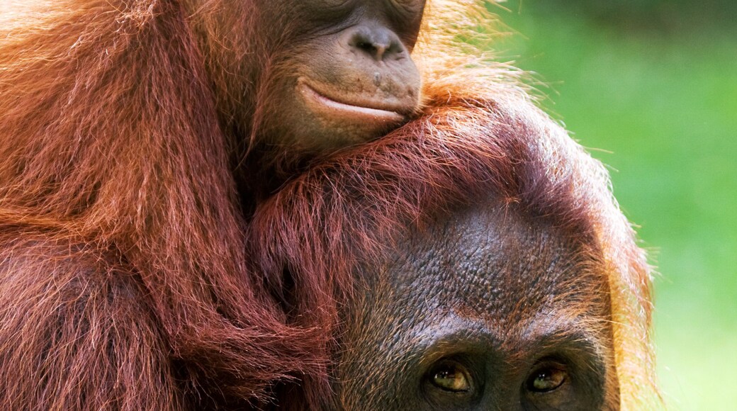 Portrait of a female orangutan with a baby in the wild. Indonesia. The island of Kalimantan (Borneo). An excellent illustration.
