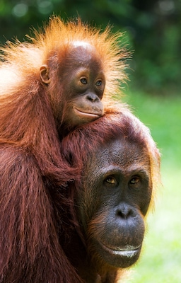 A close-up of an orangutan with reddish-brown fur, carrying a smaller orangutan on its back.