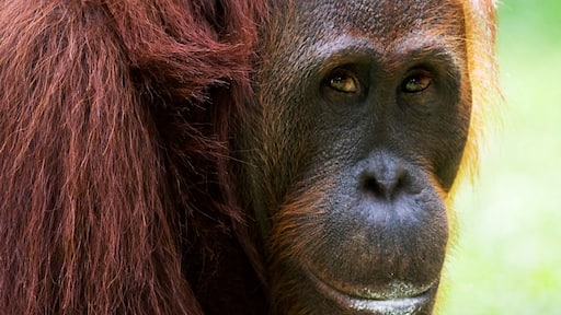 Portrait of a female orangutan with a baby in the wild. Indonesia. The island of Kalimantan (Borneo). An excellent illustration.