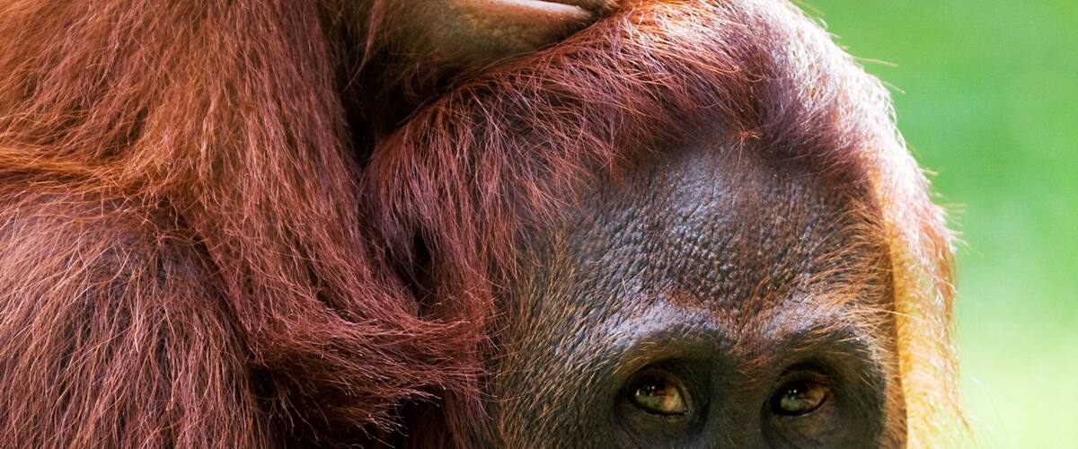 A close-up of an orangutan with reddish-brown fur, carrying a smaller orangutan on its back.