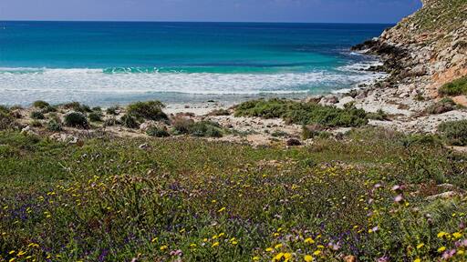 Pantelleria coast with wild flowers in spring