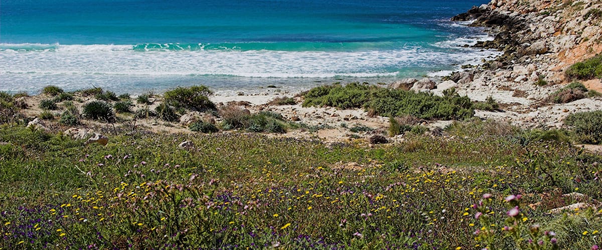A coastal landscape with a rocky beach, a grassy field with wildflowers, and the ocean in the background.